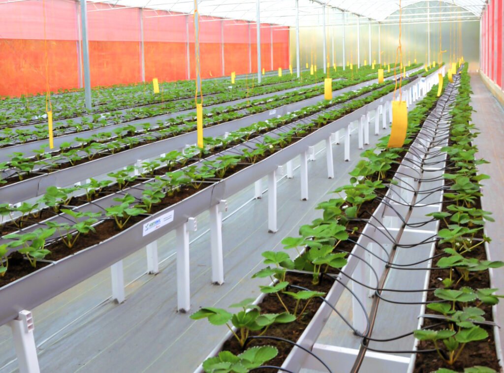 Canaleta Hidropónica: Estructura especialmente diseñada para el cultivo de plantas sin suelo, facilitando el flujo de agua y nutrientes en sistemas hidropónicos. Fabricada con materiales resistentes y duraderos, permite una distribución uniforme y eficiente, promoviendo un crecimiento saludable de las plantas.