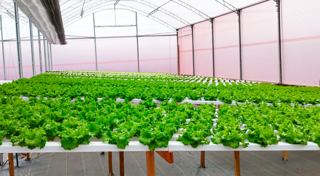 Un sistema hidropónico es el conjunto de componentes y técnicas diseñados para cultivar plantas sin utilizar suelo, proporcionando directamente a las raíces una solución nutritiva con agua y minerales esenciales para su desarrollo.