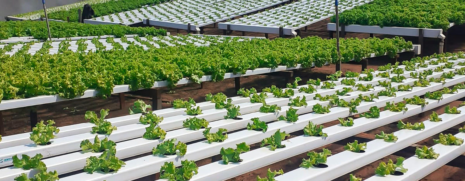 El cultivo hidropónico es un método de producción agrícola que permite cultivar plantas sin necesidad de utilizar suelo. En lugar de tierra, las raíces se desarrollan en una solución nutritiva rica en minerales disueltos en agua o en un sustrato inerte como perlita, fibra de coco, vermiculita, entre otros.