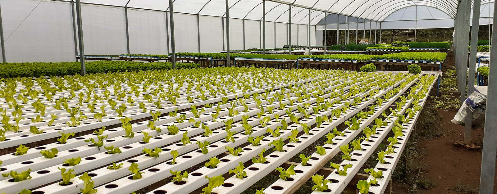 El cultivo hidropónico es un método de producción agrícola que permite cultivar plantas sin necesidad de utilizar suelo.