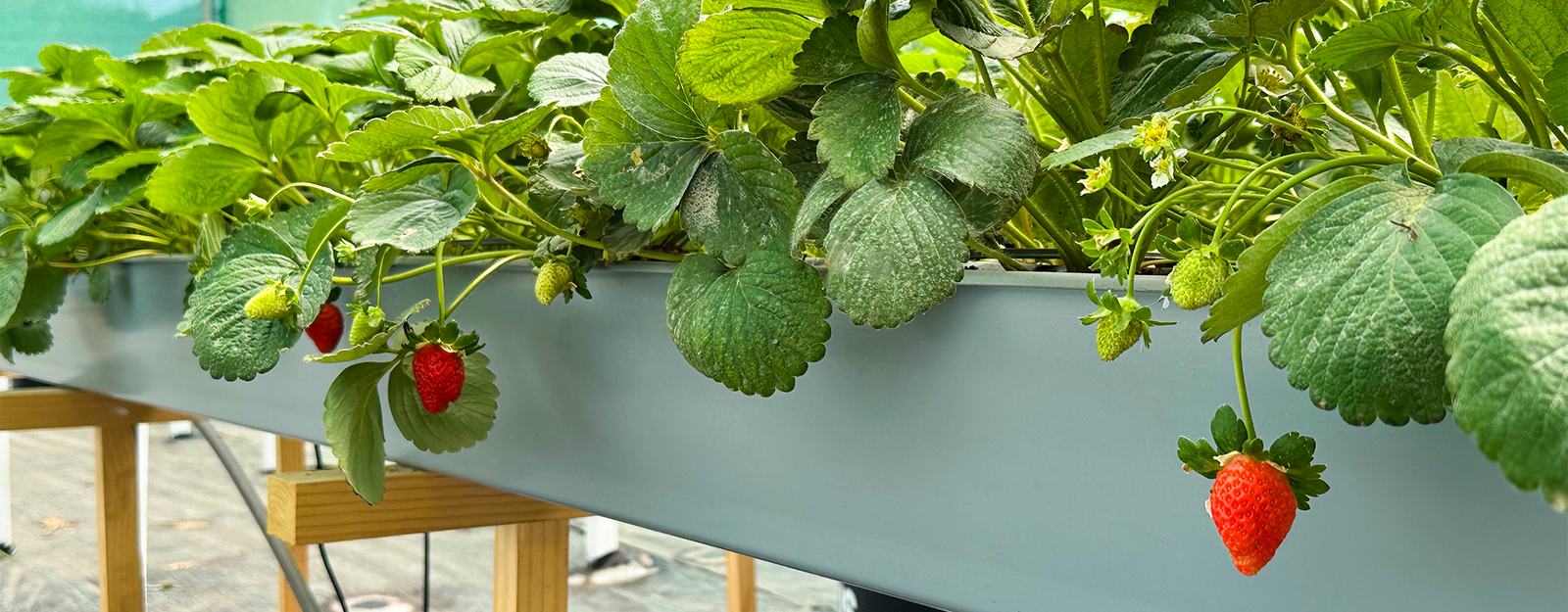 Canaleta Hidropónica: Estructura especialmente diseñada para el cultivo de plantas sin suelo, facilitando el flujo de agua y nutrientes en sistemas hidropónicos. Fabricada con materiales resistentes y duraderos, permite una distribución uniforme y eficiente, promoviendo un crecimiento saludable de las plantas.