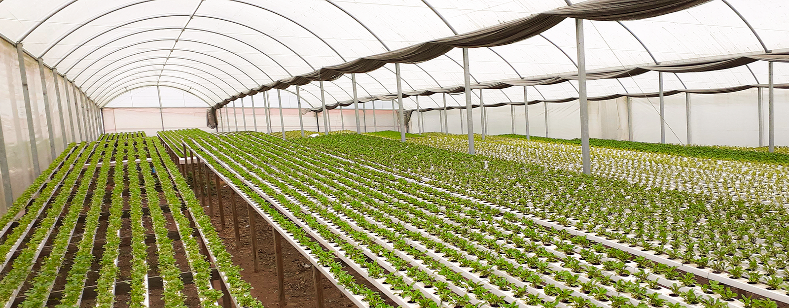Un sistema hidropónico es el conjunto de componentes y técnicas diseñados para cultivar plantas sin utilizar suelo, proporcionando directamente a las raíces una solución nutritiva con agua y minerales esenciales para su desarrollo.