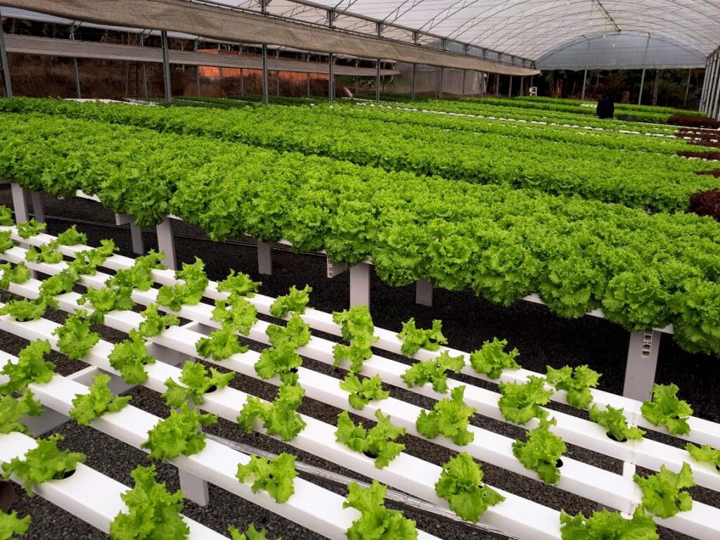 Un sistema hidropónico es el conjunto de componentes y técnicas diseñados para cultivar plantas sin utilizar suelo, proporcionando directamente a las raíces una solución nutritiva con agua y minerales esenciales para su desarrollo.