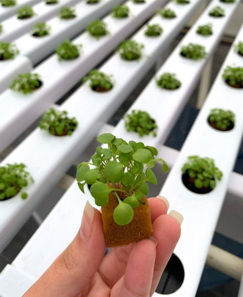 La espuma fenólica es un sustrato hidropónico ideal para germinación y desarrollo radicular. Ofrece alta retención de humedad, buena aireación y pH neutro para cultivos más eficientes y saludables.