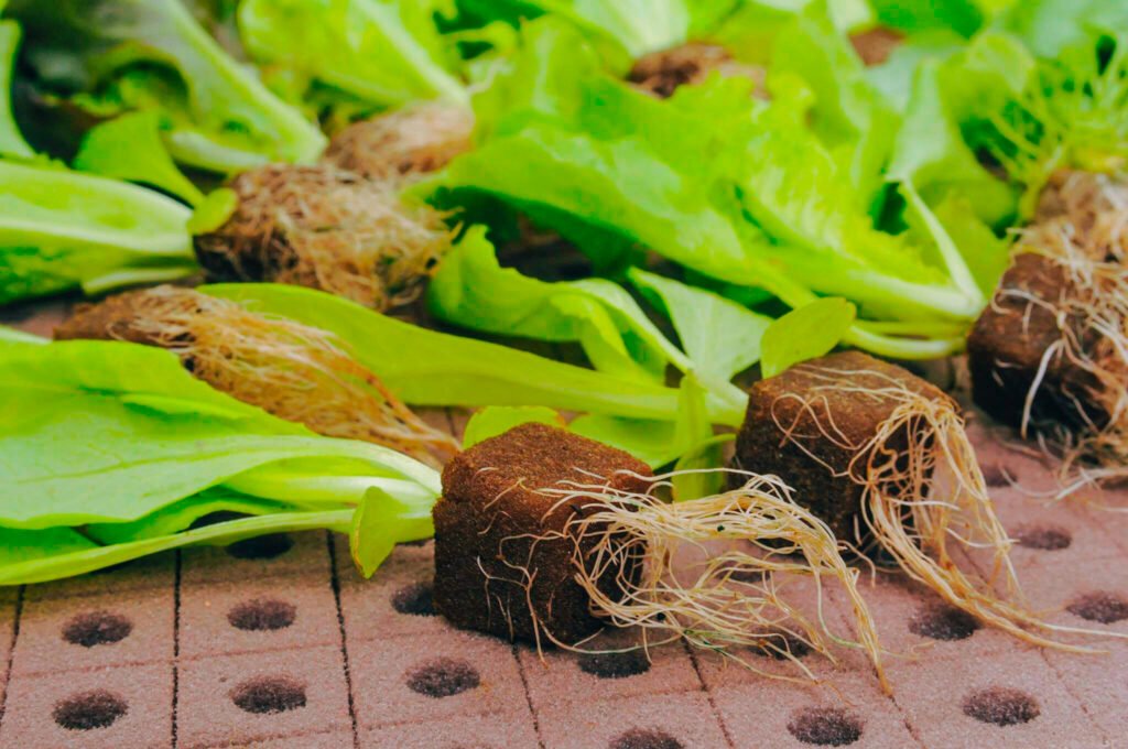 La espuma fenólica es un sustrato hidropónico ideal para germinación y desarrollo radicular. Ofrece alta retención de humedad, buena aireación y pH neutro para cultivos más eficientes y saludables.