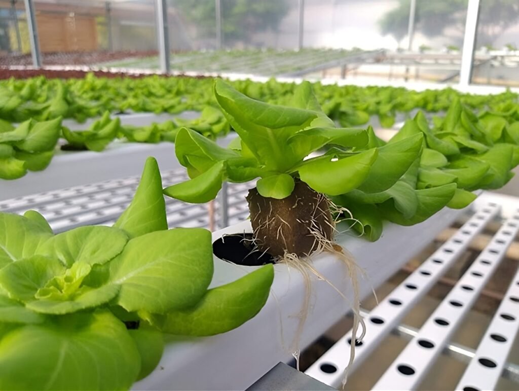 La espuma fenólica es un sustrato hidropónico ideal para germinación y desarrollo radicular. Ofrece alta retención de humedad, buena aireación y pH neutro para cultivos más eficientes y saludables.