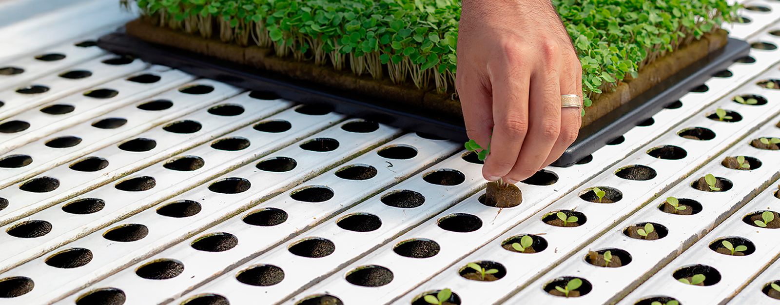 La espuma fenólica es un sustrato hidropónico ideal para germinación y desarrollo radicular. Ofrece alta retención de humedad, buena aireación y pH neutro para cultivos más eficientes y saludables.