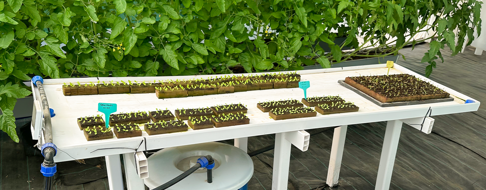 Semillas en proceso de germinación con raíces y brotes emergiendo, colocadas sobre sustrato húmedo en un ambiente controlado.