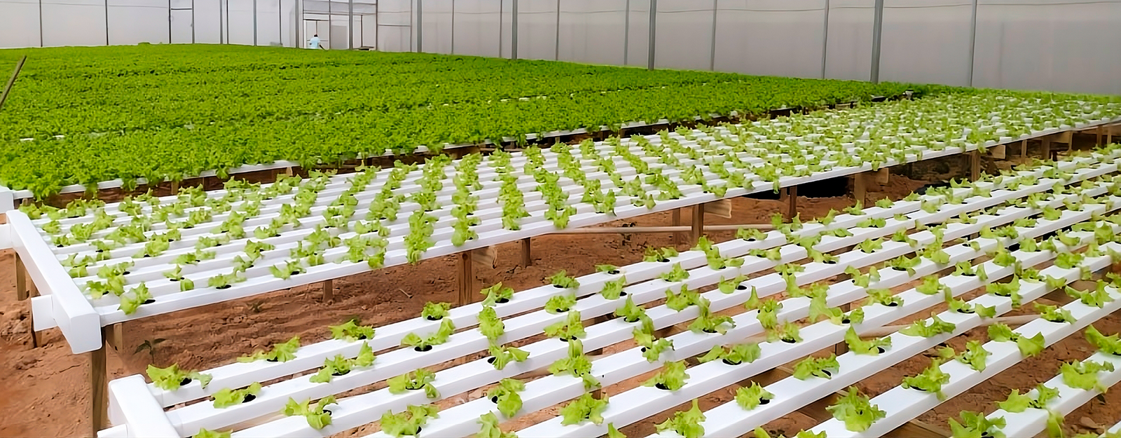 Colector hidropónico utilizado para recolectar y recircular la solución nutritiva en sistemas de cultivo sin suelo, diseñado para mantener un flujo eficiente y continuo de agua con nutrientes.